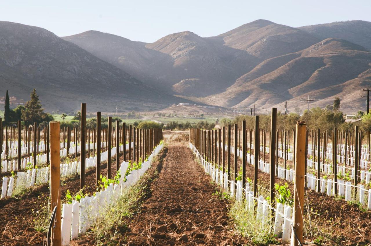 Alma Liebre Vinedos Del Valle Valle de Guadalupe Ngoại thất bức ảnh