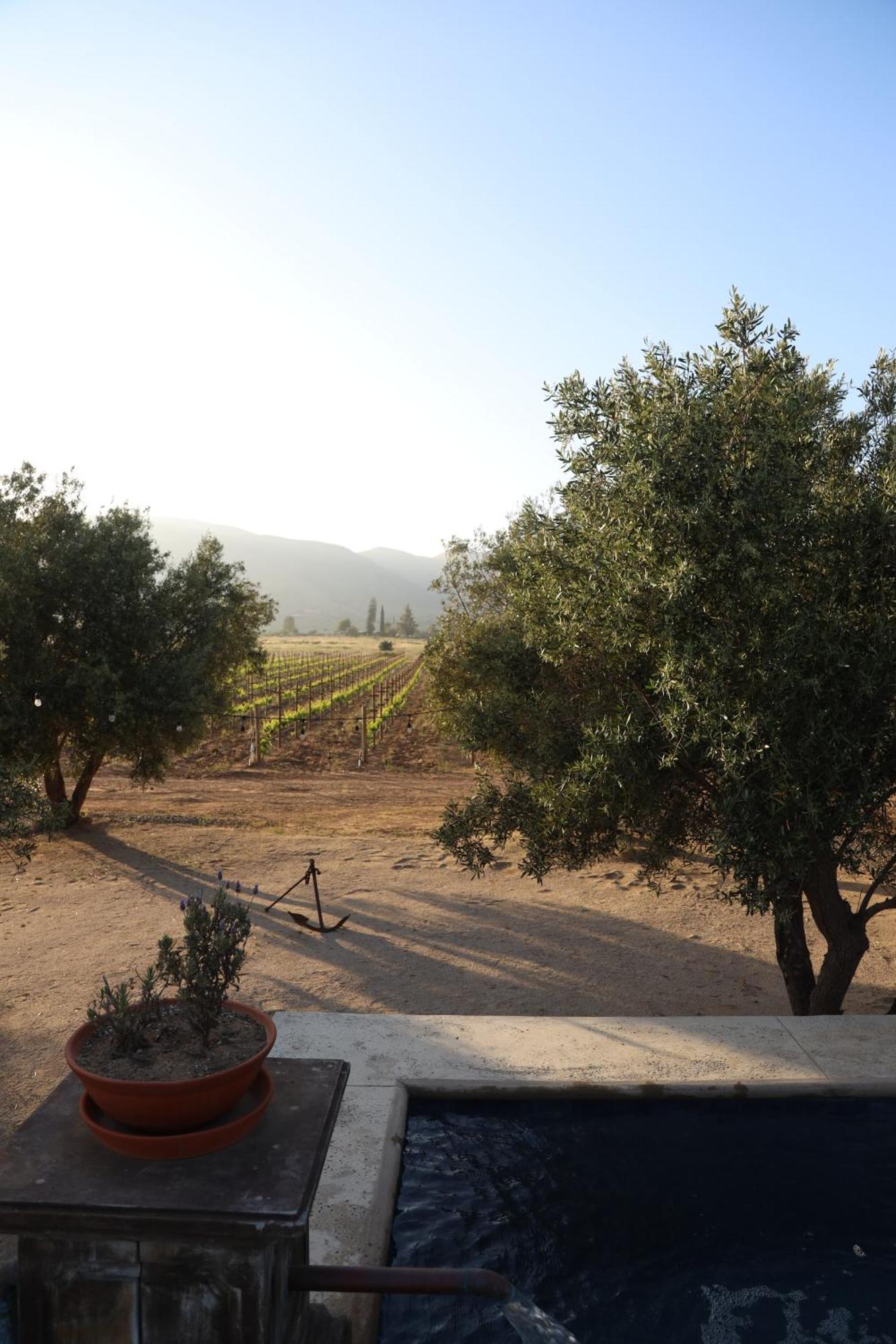 Alma Liebre Vinedos Del Valle Valle de Guadalupe Ngoại thất bức ảnh